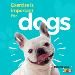 Exercise is important for dogs