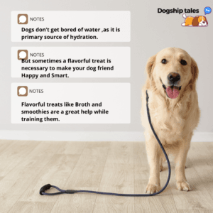 What can dogs drink besides water?