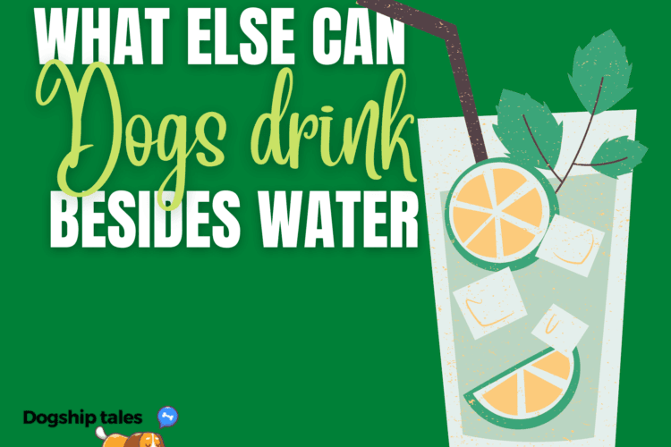 What else can dogs drink besides water?