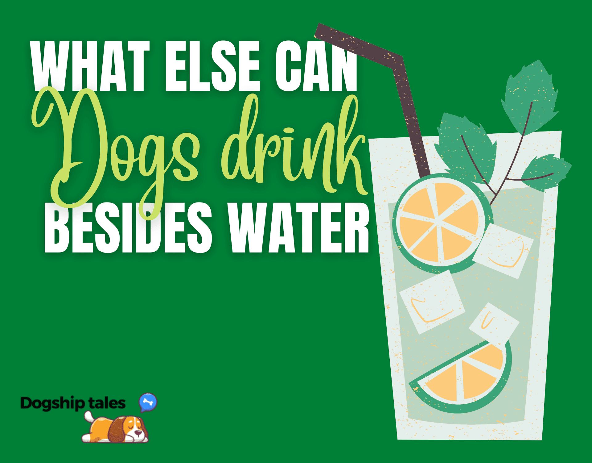 What else can dogs drink besides water?