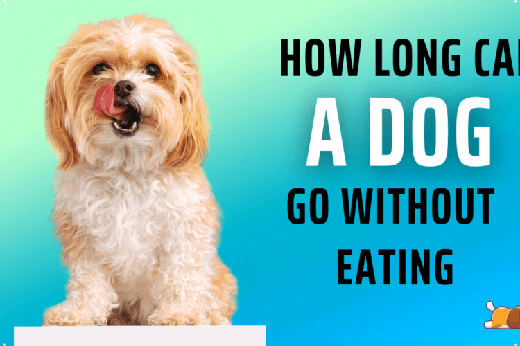 How long can a dog go without eating?