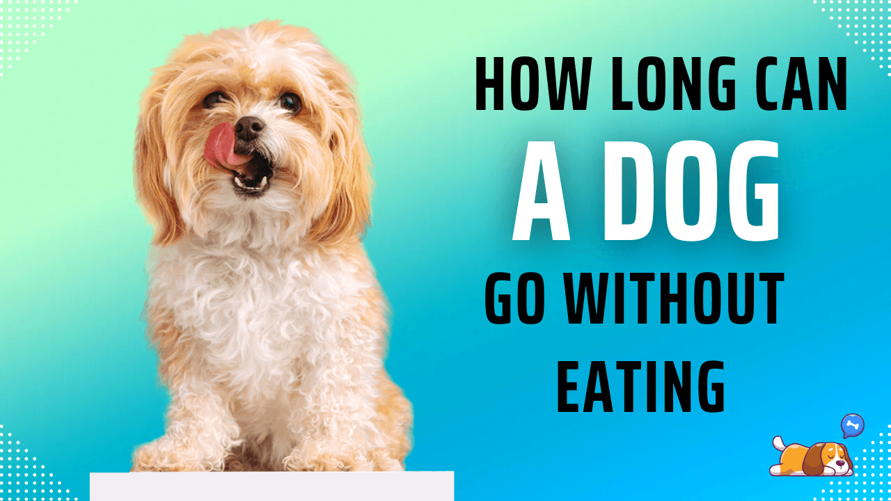 How long can a dog go without eating?