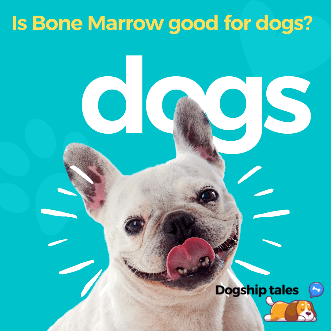 Is Bone marrow good for dogs?