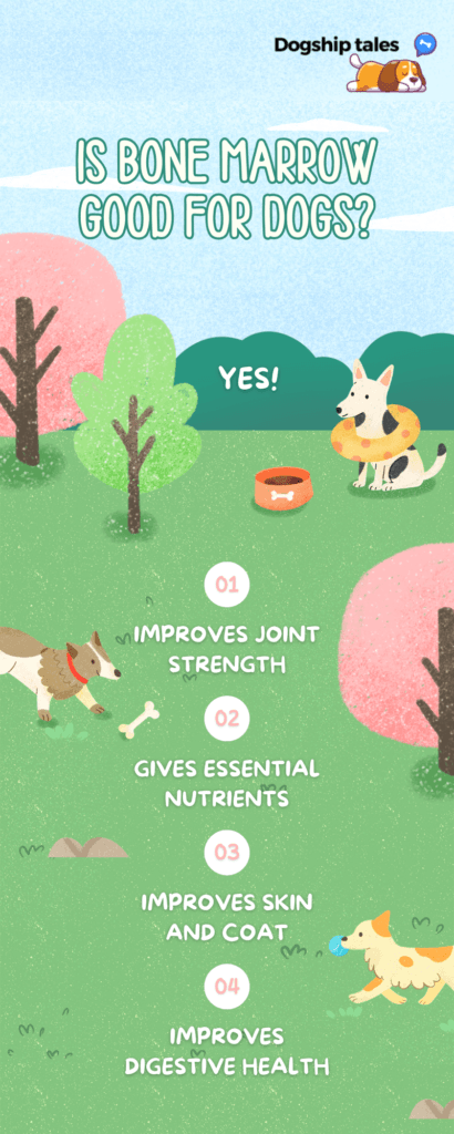 Is Bone Marrow Good for Dogs?