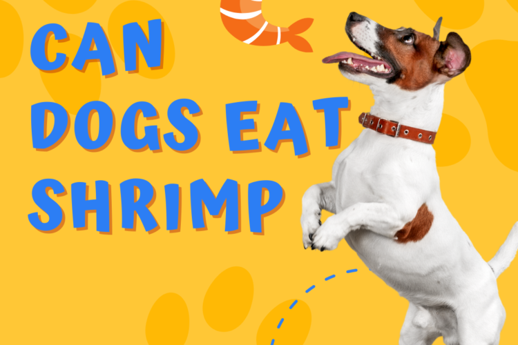 Can Dogs Eat Shrimp?