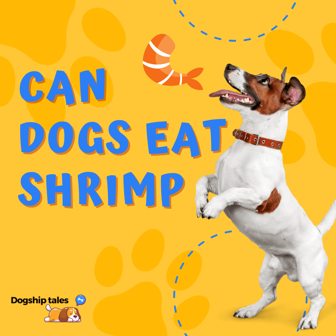 Can Dogs Eat Shrimp?