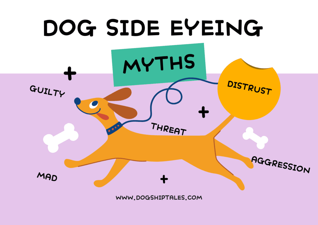 Myths about Side Eyeing dogs