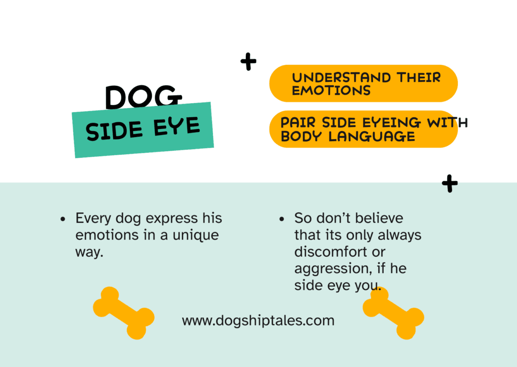 Understand dog side eye