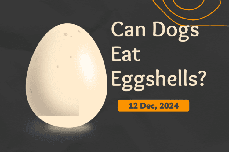 Can dogs eat eggshell?