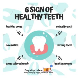 Dog teeth Chart