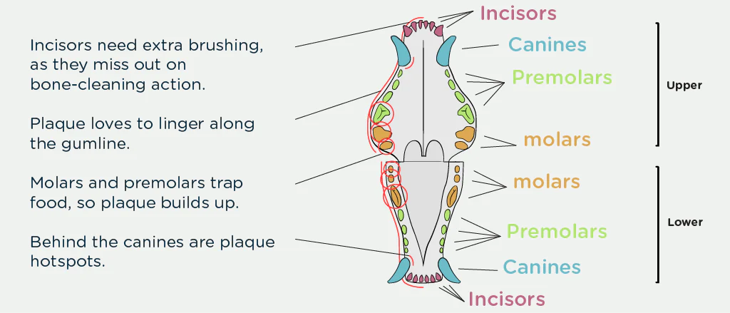 Dog dental chart